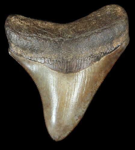 Brown, Serrated, Fossil Megalodon Tooth - Georgia #50479